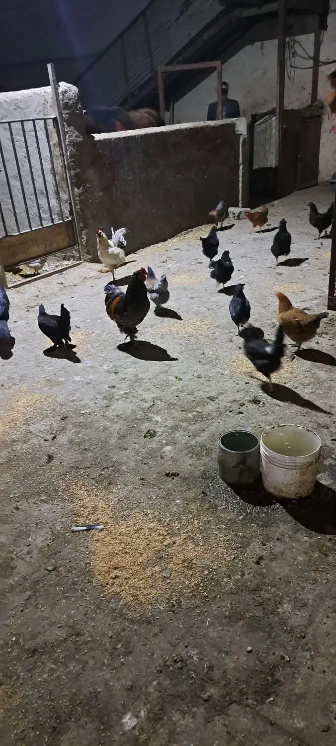 مرغ و خروس|حیوانات مزرعه|ملایر, |دیوار