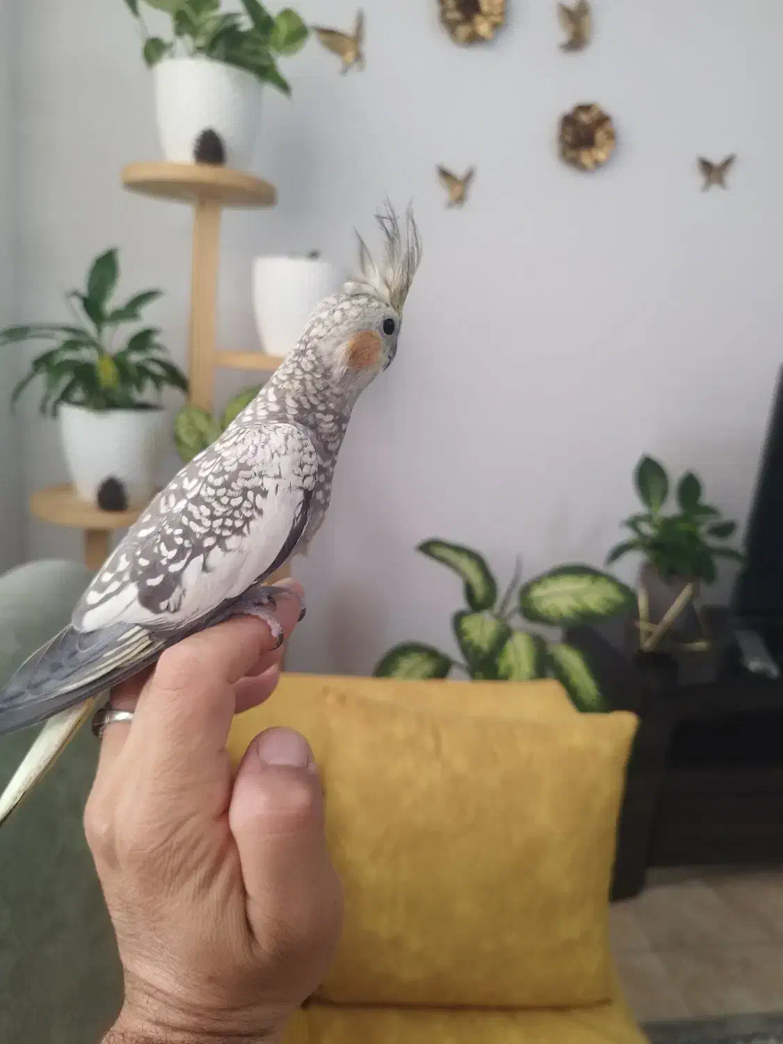 عروس هلندی نر و ماده|پرنده|آستانه اشرفیه, |دیوار