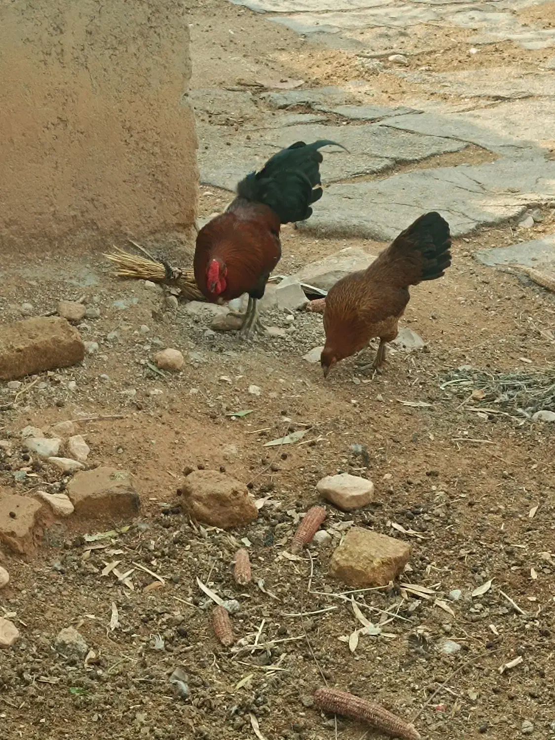 دو عدد خروس کُردی|حیوانات مزرعه|سرپل ذهاب, |دیوار