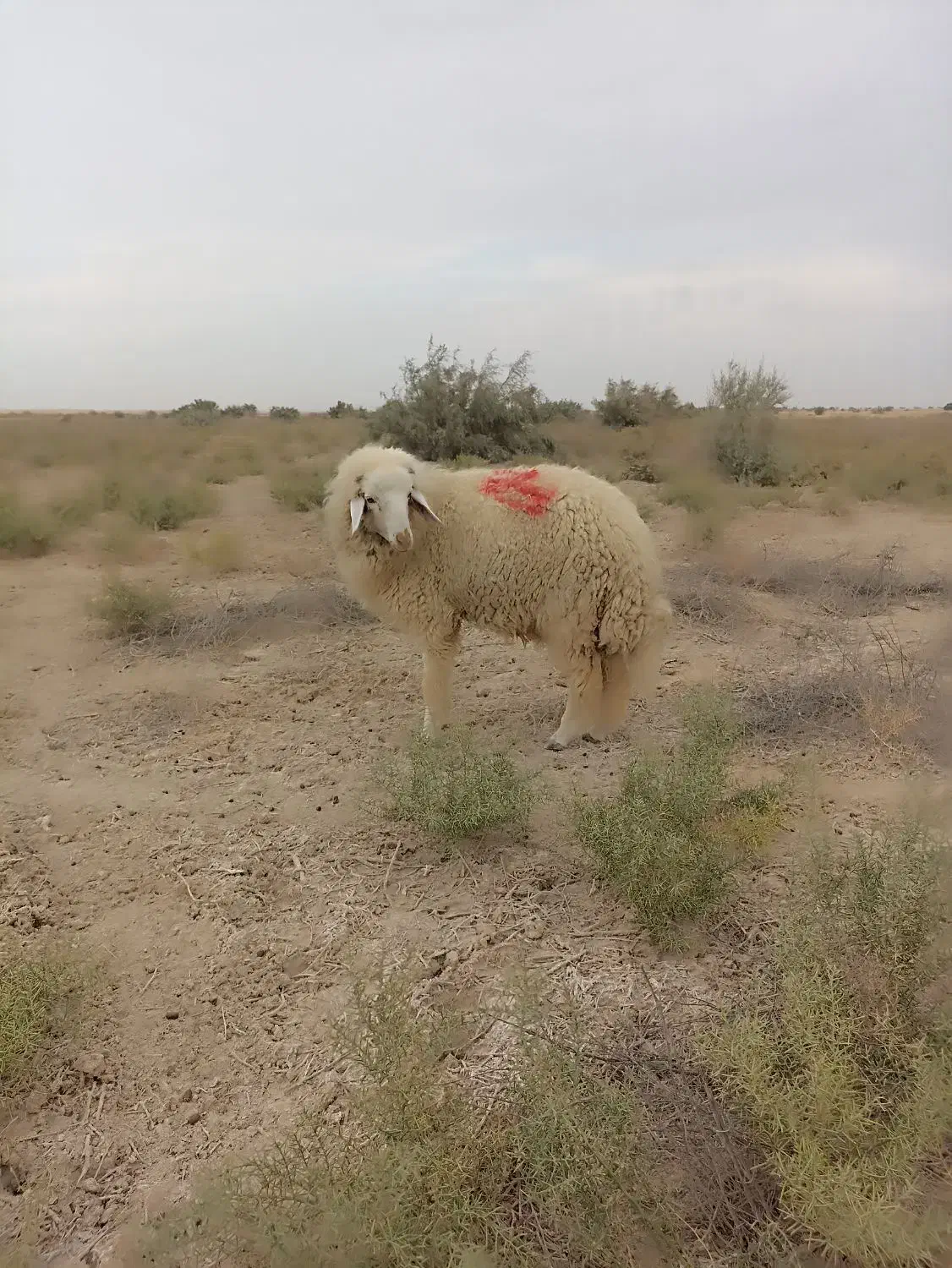 دوتا بره نر با یه ماده|حیوانات مزرعه|بندر ماهشهر, |دیوار