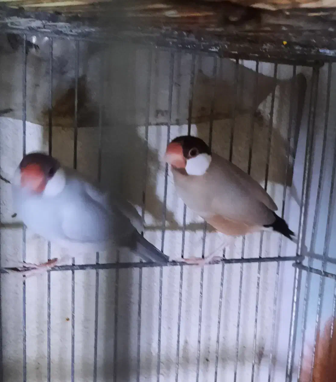 فنچ نرگسی مولد|پرنده|تهران, نگین غرب|دیوار