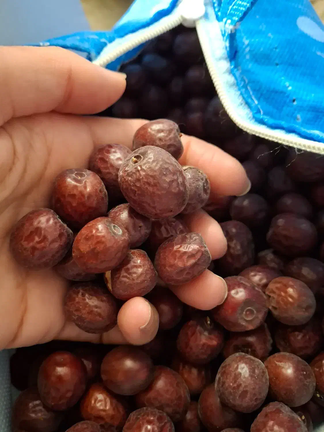 عناب|خوردنی و آشامیدنی|شیراز, شهرک بزین|دیوار