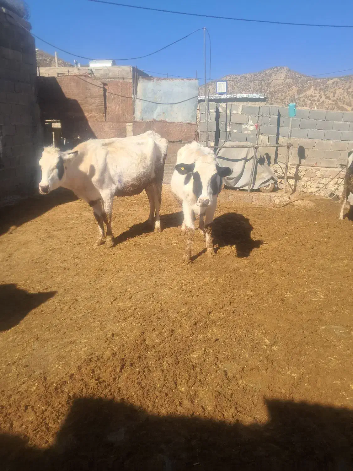 گاوفروشی|حیوانات مزرعه|چیتاب, |دیوار