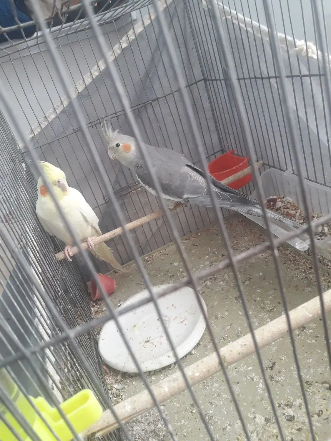 پرنده های زیبا|پرنده|شاهینشهر, گرگاب|دیوار