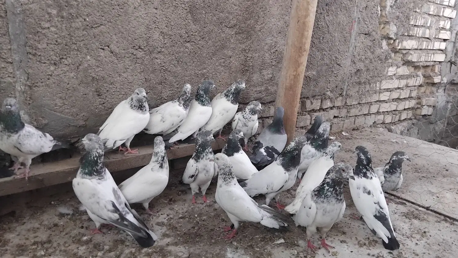 تیدی|پرنده|دزفول, |دیوار