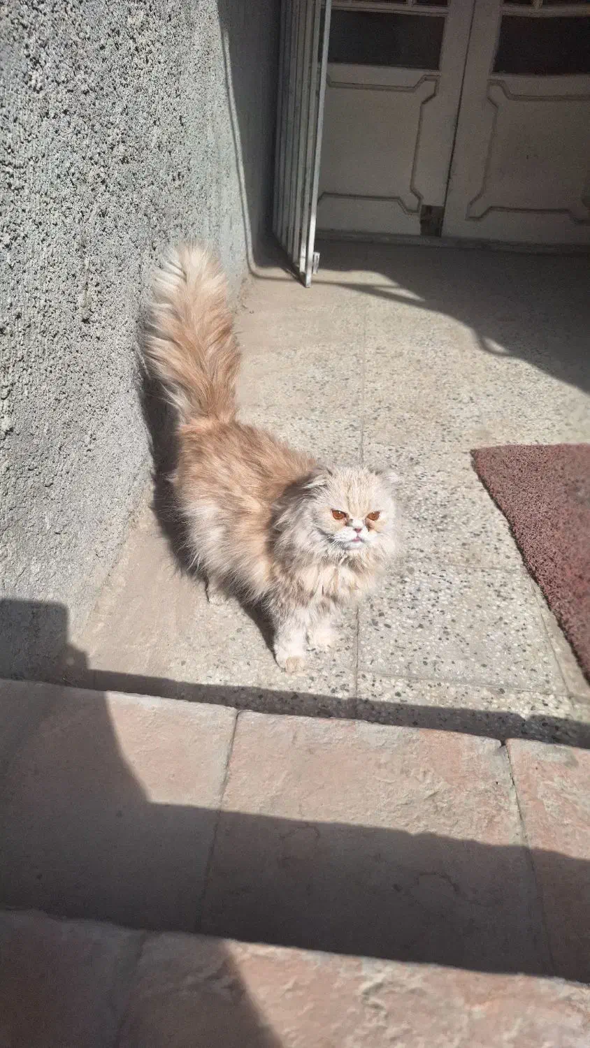 گربه بریتیش لانگ هیر|گربه|نیشابور, شهرک فرهنگیان|دیوار