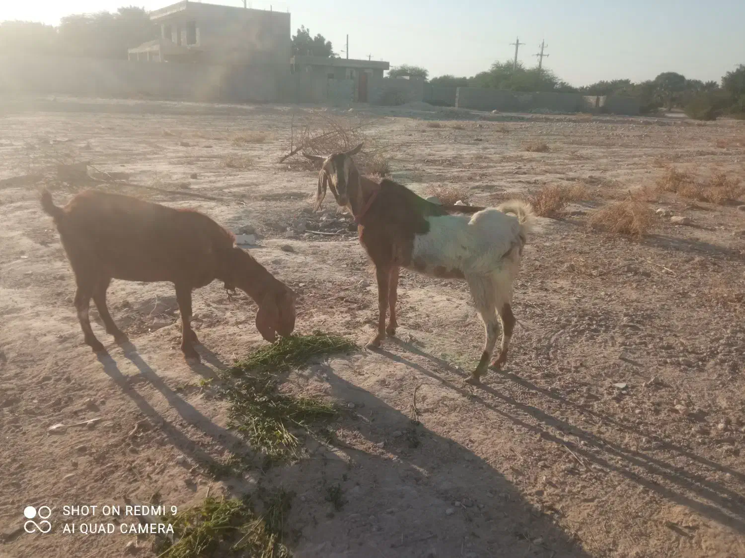 بزه|حیوانات مزرعه|خورموج, |دیوار