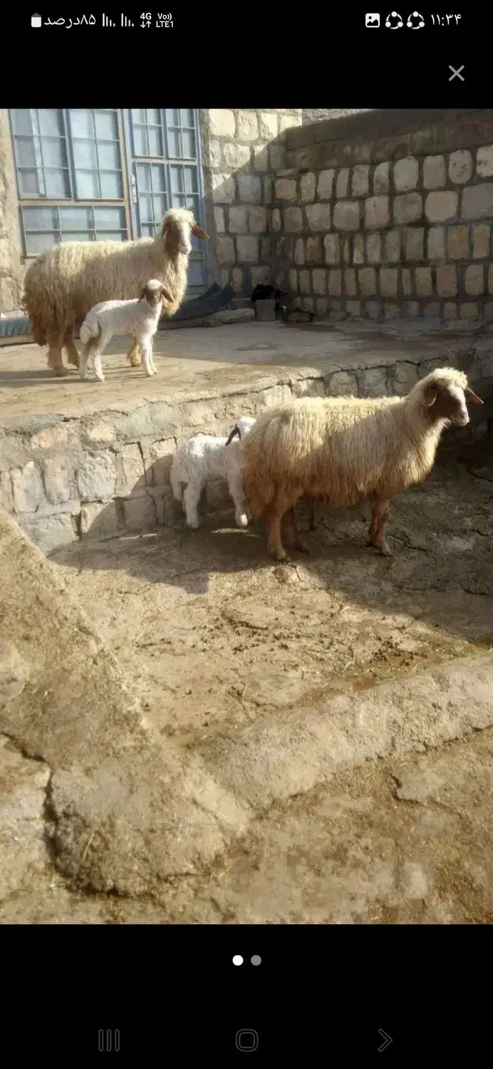 میش و بره|حیوانات مزرعه|سیوان, |دیوار