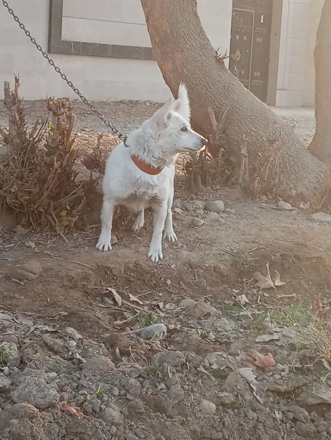 واگذاری سگ شیتزو|سگ|پاکدشت, پاکدشت (مامازند)|دیوار