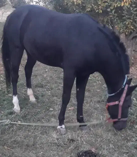 اسب اخته|اسب و تجهیزات اسبسواری|ارومیه, |دیوار