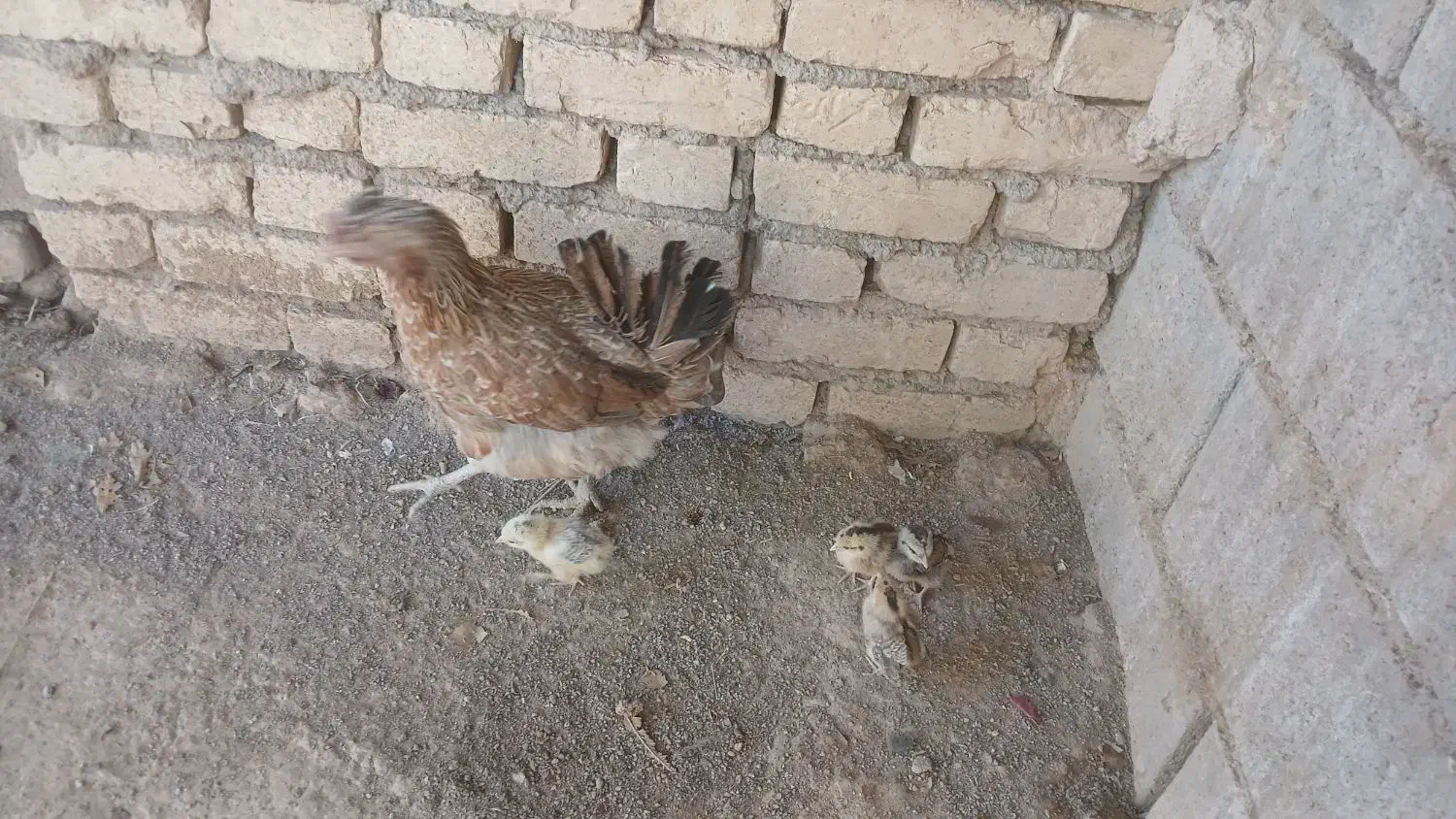 مرغ لری اصل با دوجوجه|حیوانات مزرعه|کیار, |دیوار