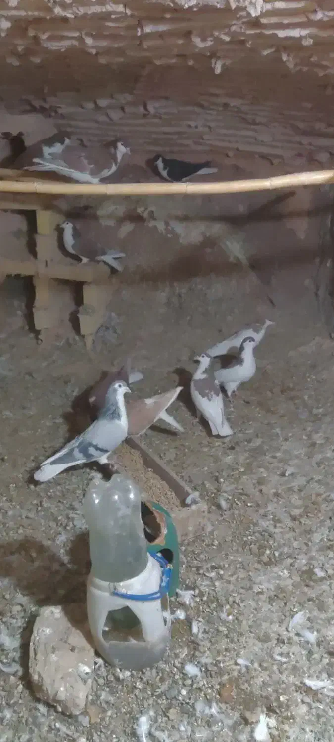 کبوتر نرو ماده|پرنده|باشتین, |دیوار