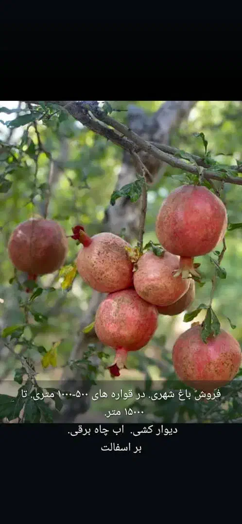 باغ باغچه/1000متر/شهر فاروق|فروش زمین و ملک کلنگی|شیراز, کوی فرهنگیان|دیوار