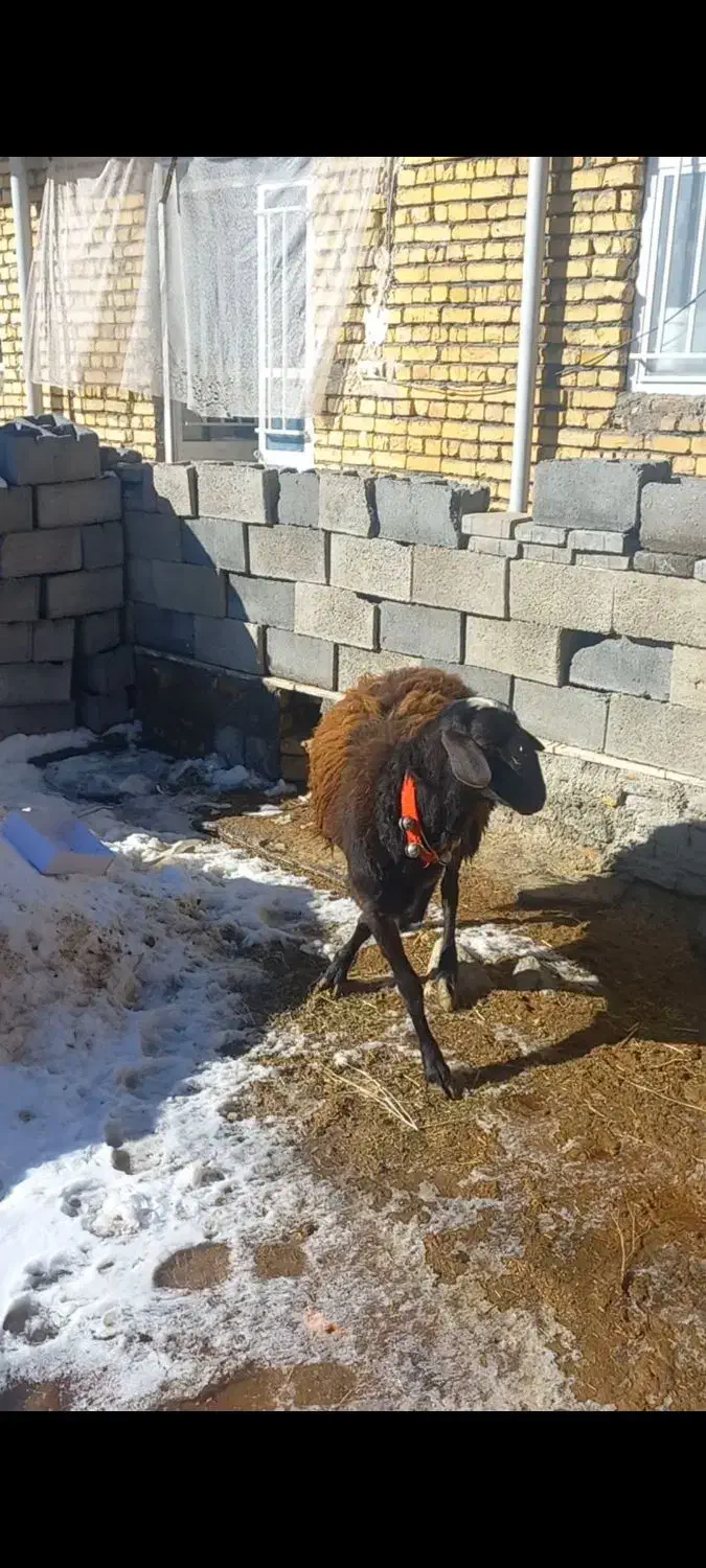 بره قوچ|حیوانات مزرعه|خمین, |دیوار