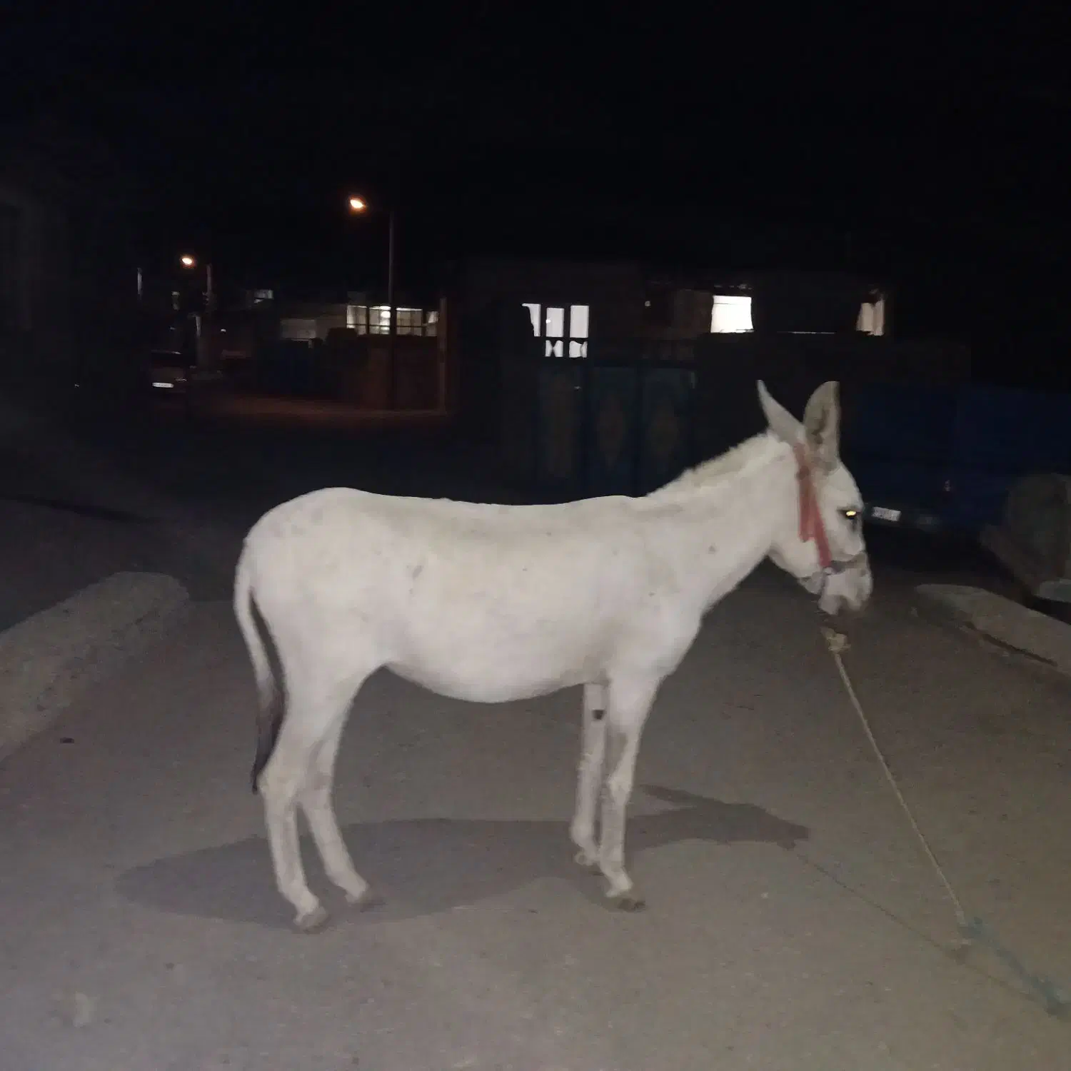 ۸۰۰۰۰۰|حیوانات مزرعه|موچش, |دیوار