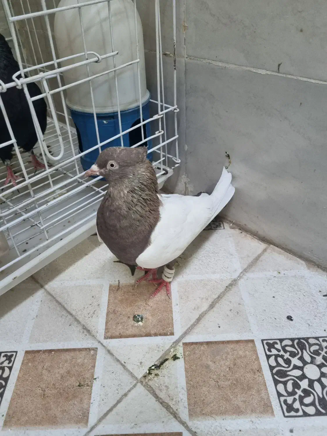 کبوتر سینه قهوی|پرنده|اهواز, شهرک رزمندگان|دیوار