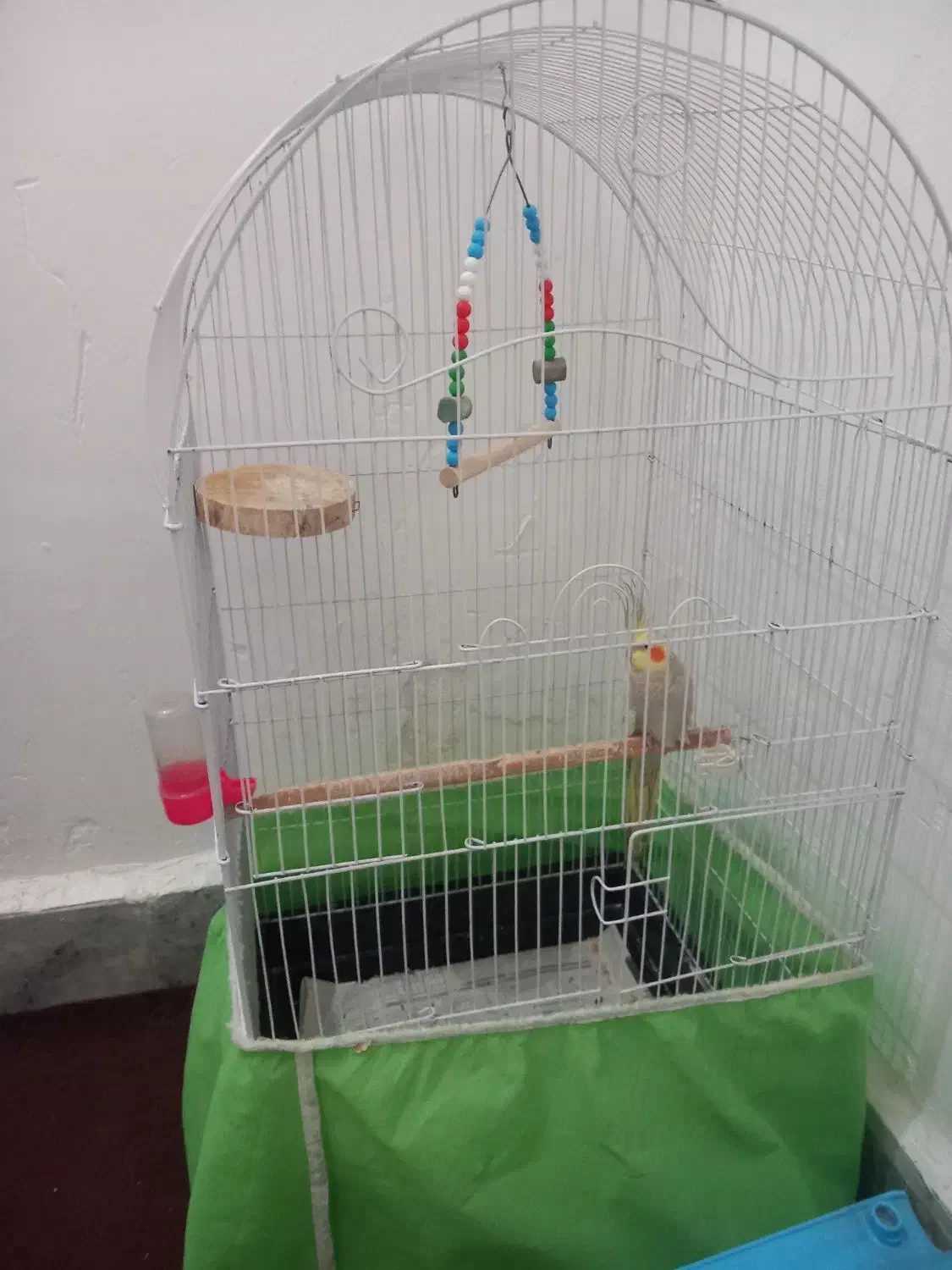 قفس کاسکو ومعمولی|لوازم جانبی حیوانات|رشت, پیرکلاچای|دیوار