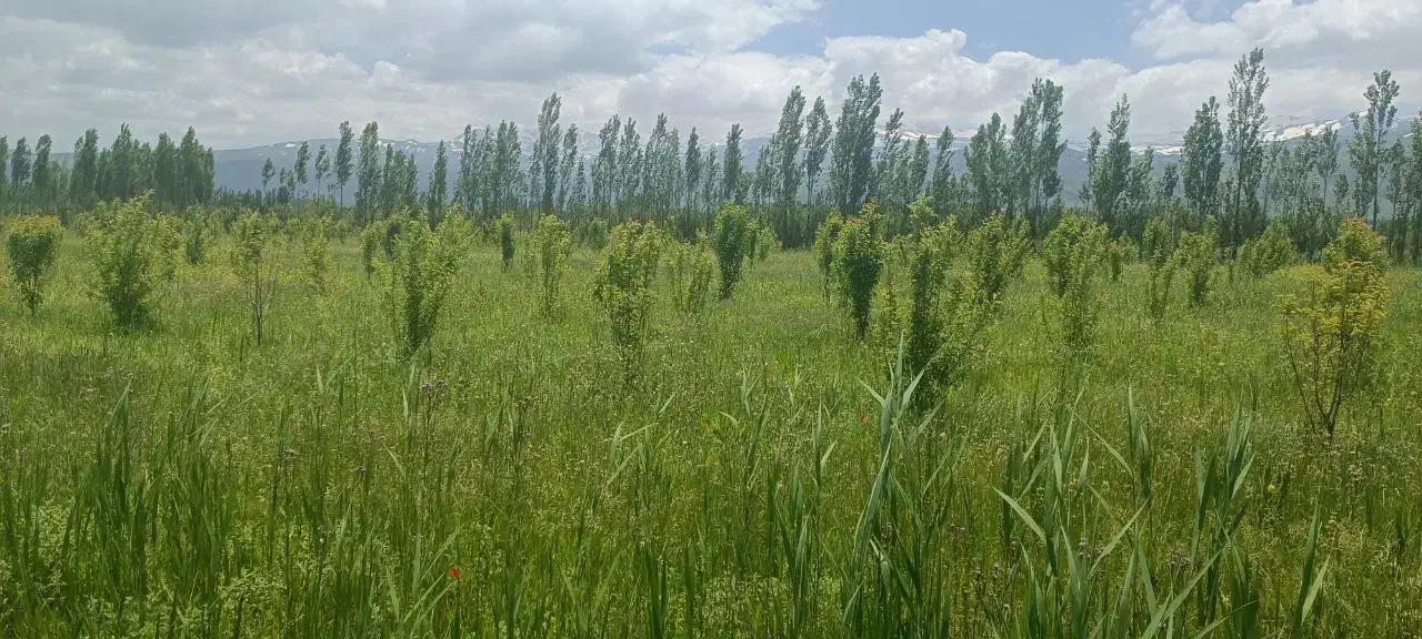 فروش باغچه سیب و گلابی|فروش زمین و ملک کلنگی|سیلوانه, |دیوار