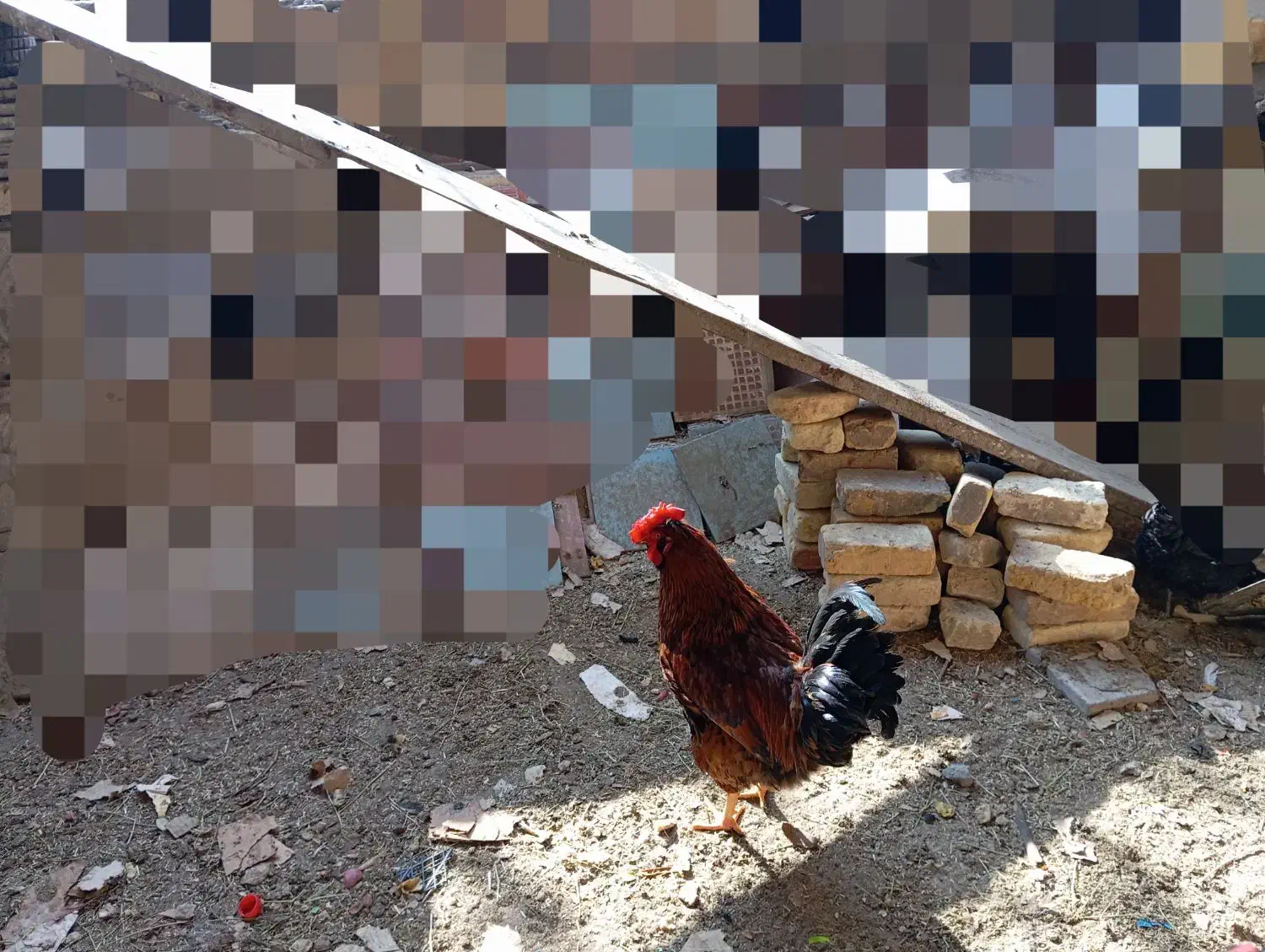 خروس گلین|حیوانات مزرعه|یزد, |دیوار