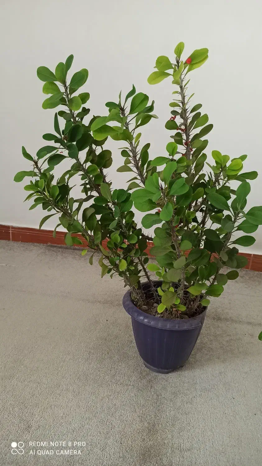 گل اپارتمانی|گل و گیاه طبیعی|رشت, پل تالشان|دیوار