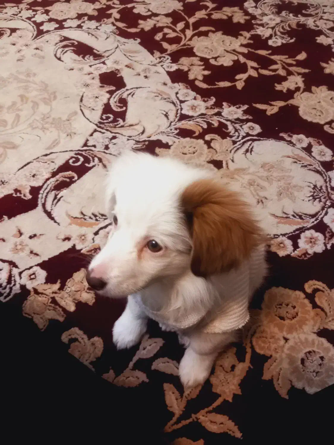 سگ پاپی بازیگوش و خوشکل|سگ|فولادشهر, مسکن مهر فولادشهر|دیوار