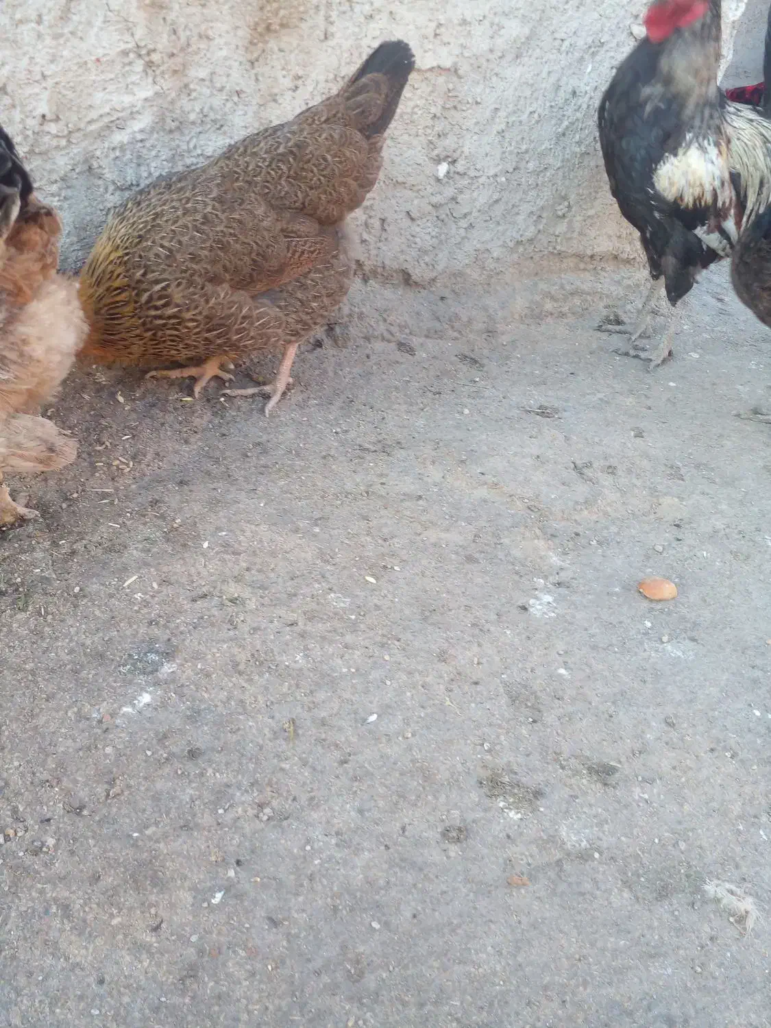 مرغ محلی تخمگذار|حیوانات مزرعه|بهبهان, |دیوار