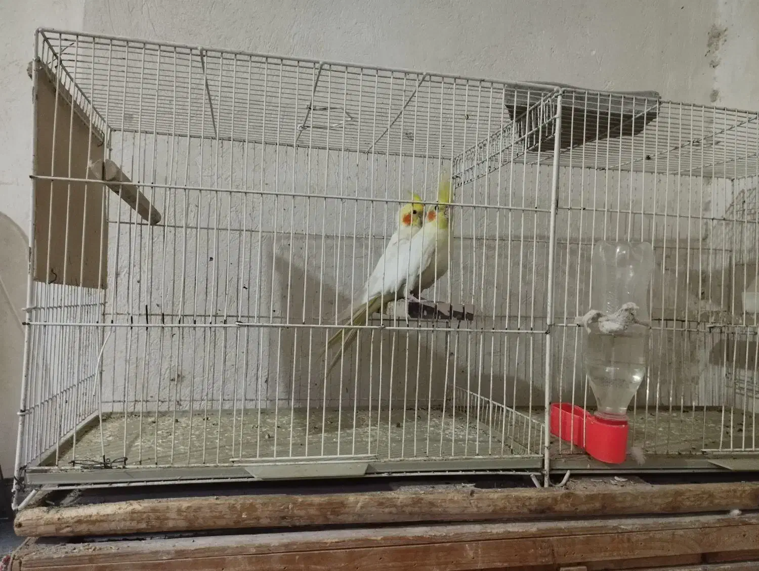 پرنده سرای یونس|پرنده|طبس, |دیوار