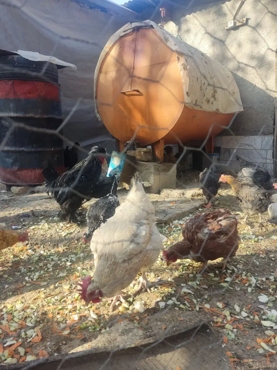 فروش فوری|حیوانات مزرعه|الیگودرز, |دیوار