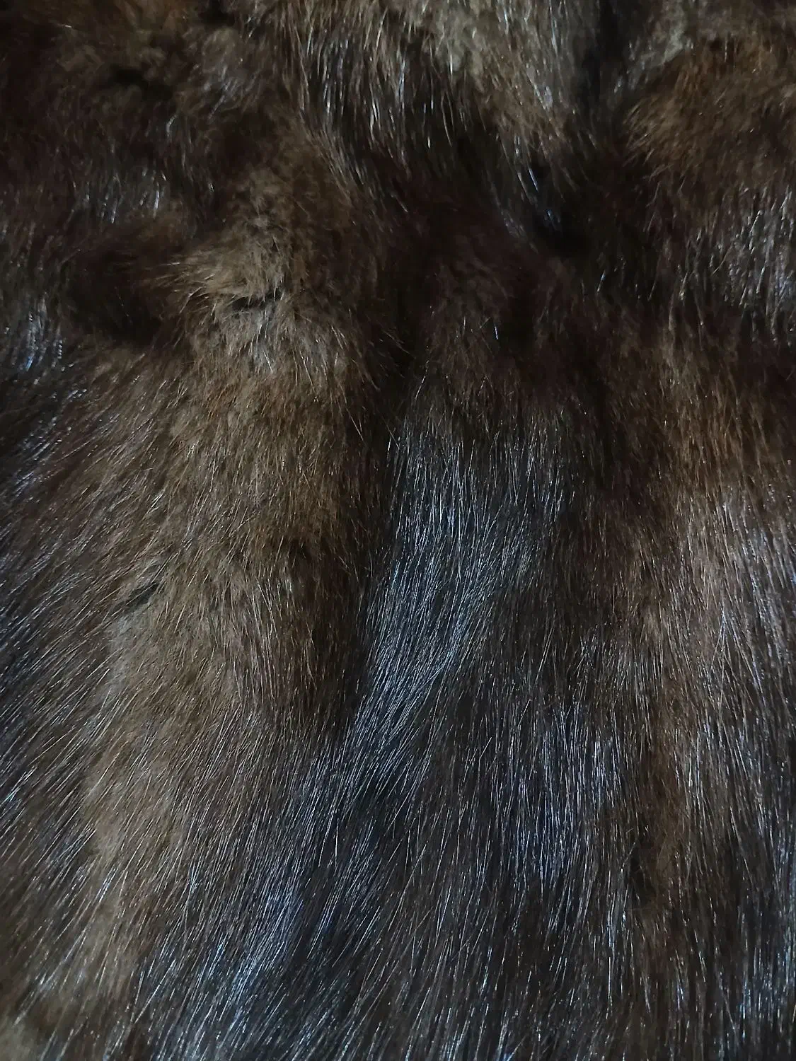 پالتو ...طبیعی|لباس|مینودشت, |دیوار