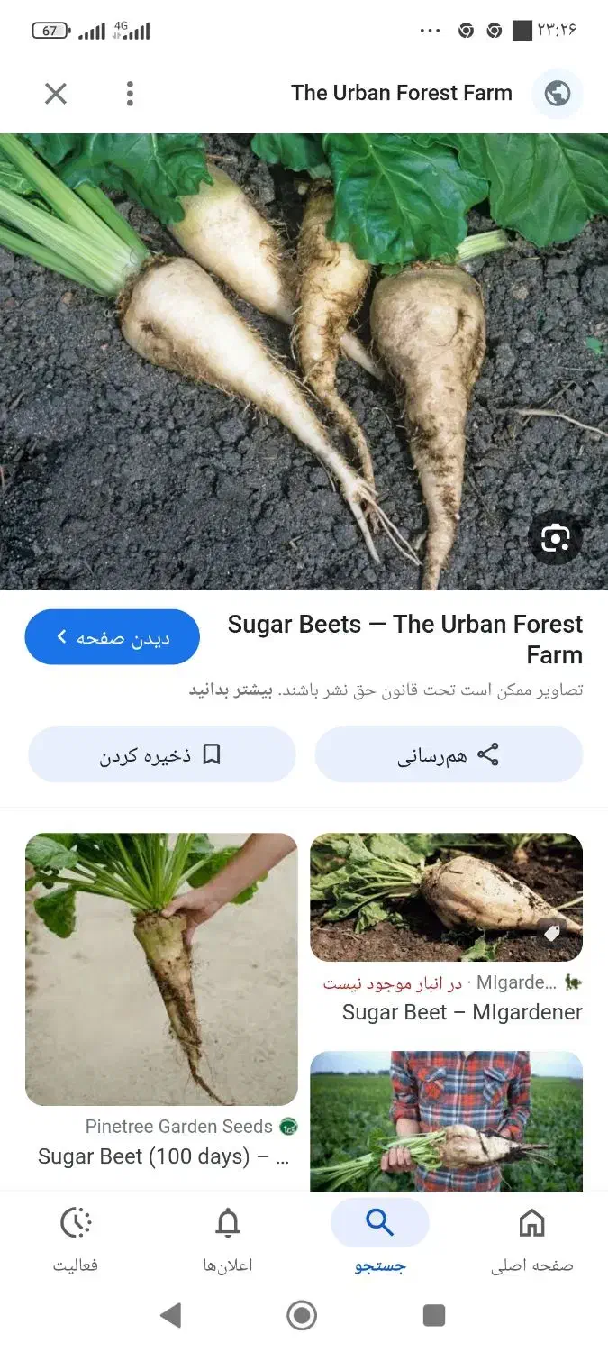 چغندر قند ورسمی|خدمات باغبانی و درختکاری|تربت جام, جامرود|دیوار