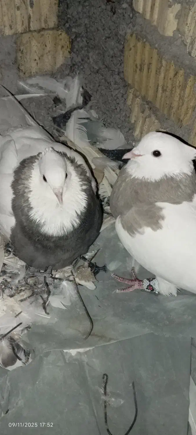 چند عدد کبوتر|پرنده|دهدشت, |دیوار