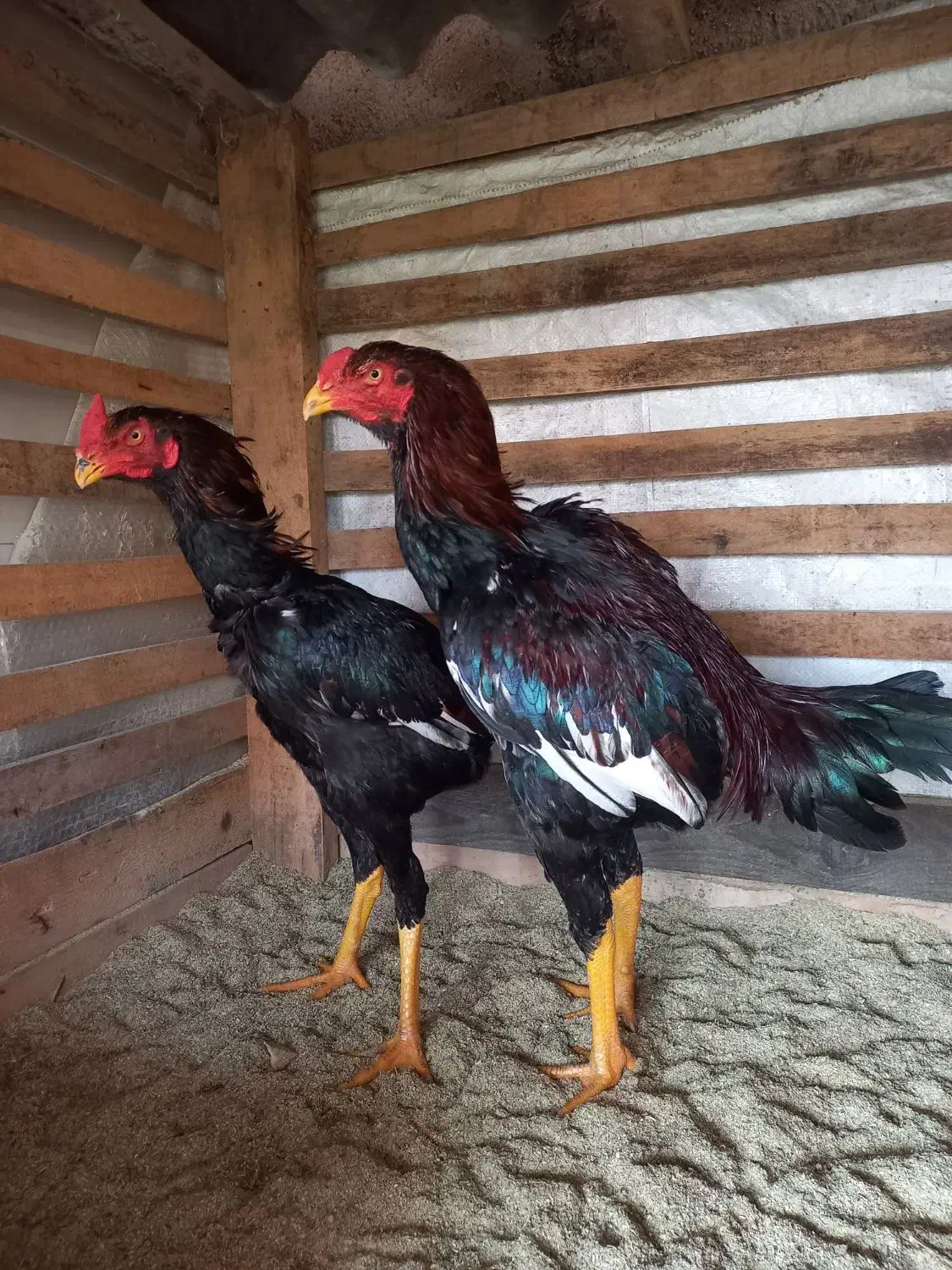 خروس لاری|حیوانات مزرعه|رشت, گیل|دیوار