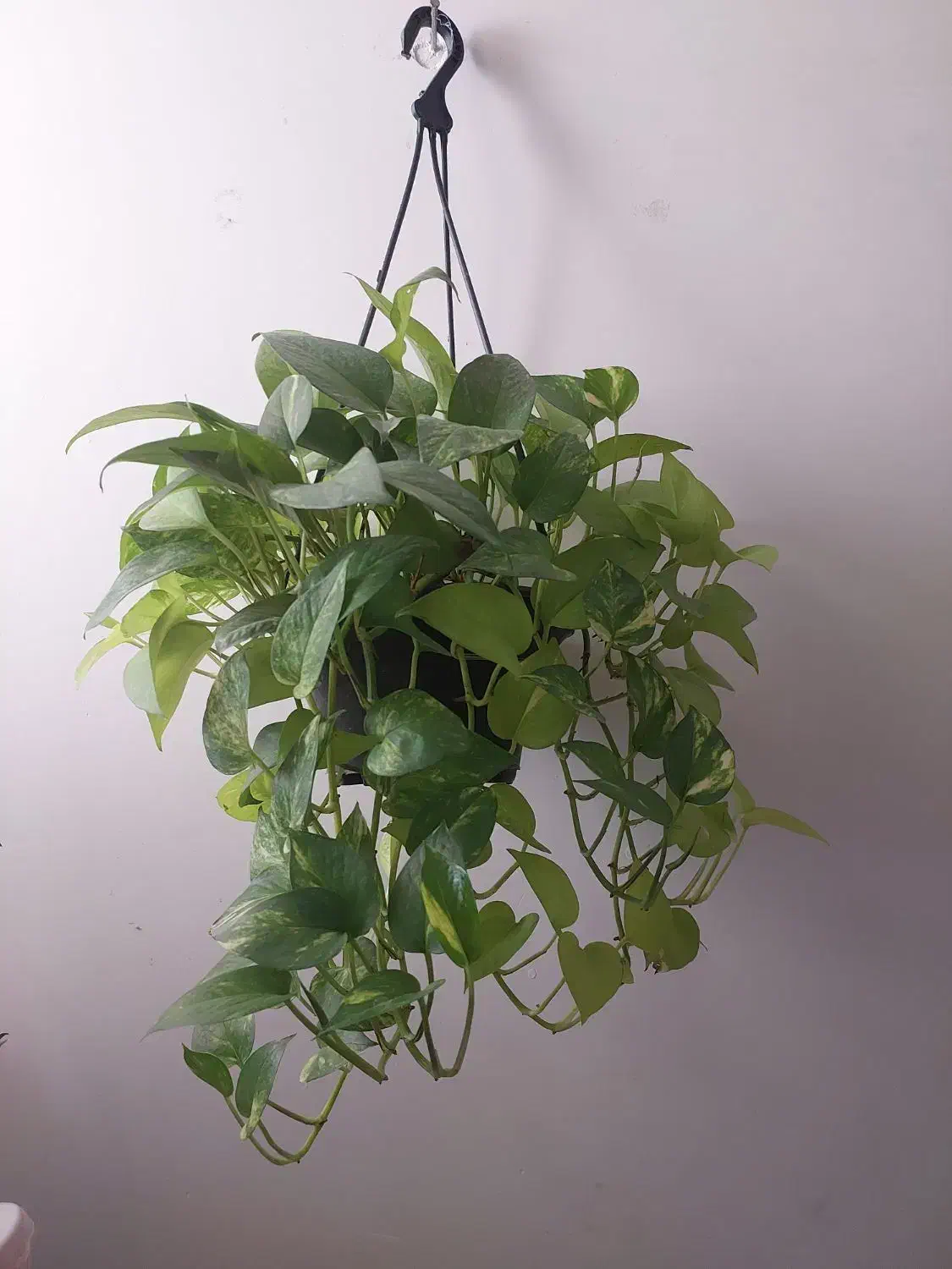 فروش گل خانگی باکیفیت وقیمت مناسب|گل و گیاه طبیعی|دهلران, |دیوار