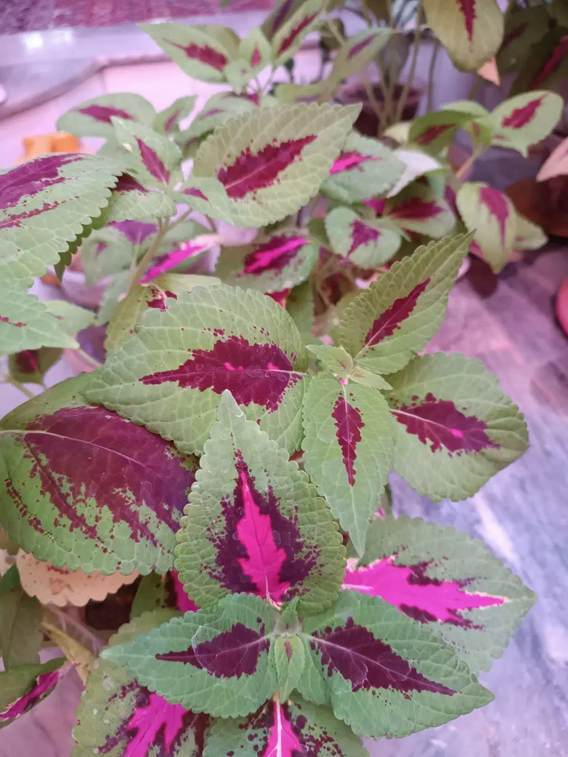 گیاه|آرایشی، بهداشتی، درمانی|نورآباد, |دیوار