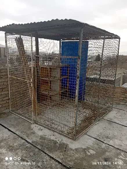 قفس کبوتر مرغ خروس وسگ|لوازم جانبی حیوانات|بومهن, |دیوار