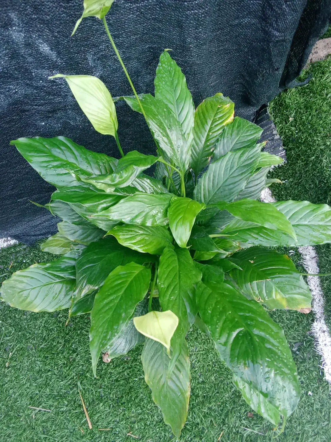 انواع گل گیاه|گل و گیاه طبیعی|خورموج, |دیوار