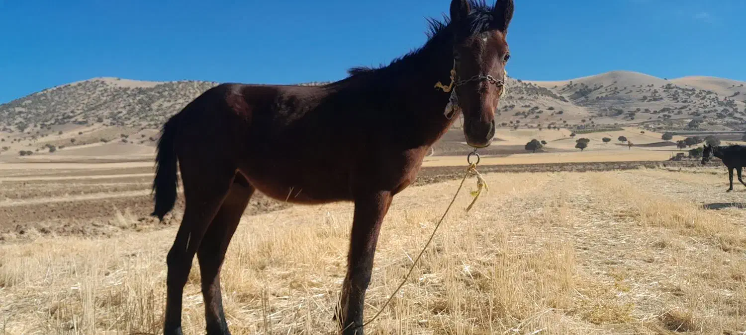 فروش اسب|اسب و تجهیزات اسبسواری|زمکان, |دیوار