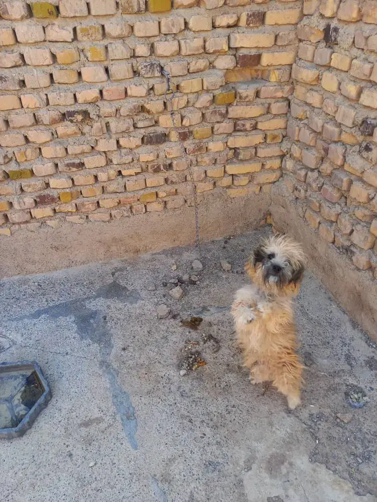 سگ فروشی|سگ|زابل, |دیوار