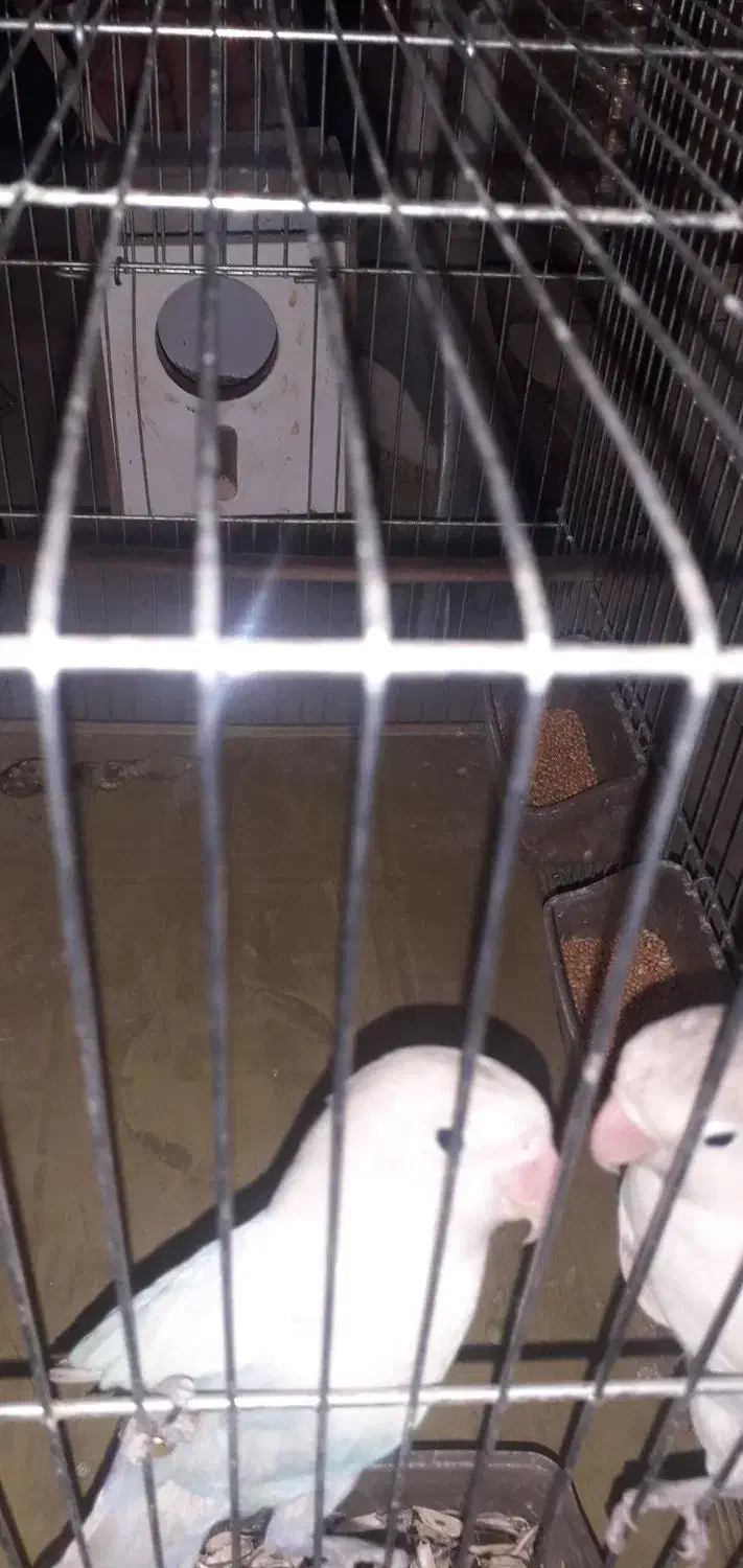 ۱۰عدد کوتوله برزیلی|پرنده|اصفهان, قهاب جنوبی|دیوار