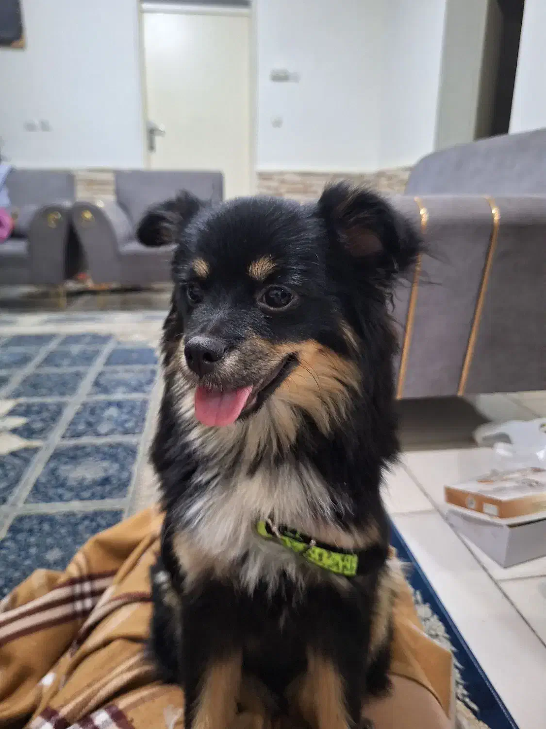 فروش سگ پامر اشپیتس|سگ|فردیس, قریشی|دیوار