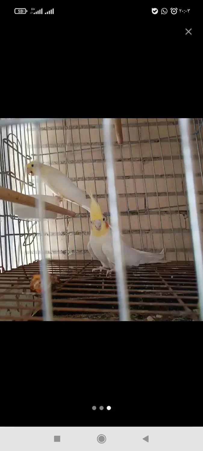 عروس هلندی یک جفت نرسخنگو|پرنده|تخت, |دیوار