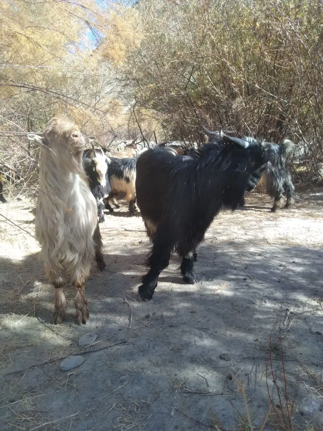 دوبر، بزغاله|حیوانات مزرعه|فریدونشهر, |دیوار