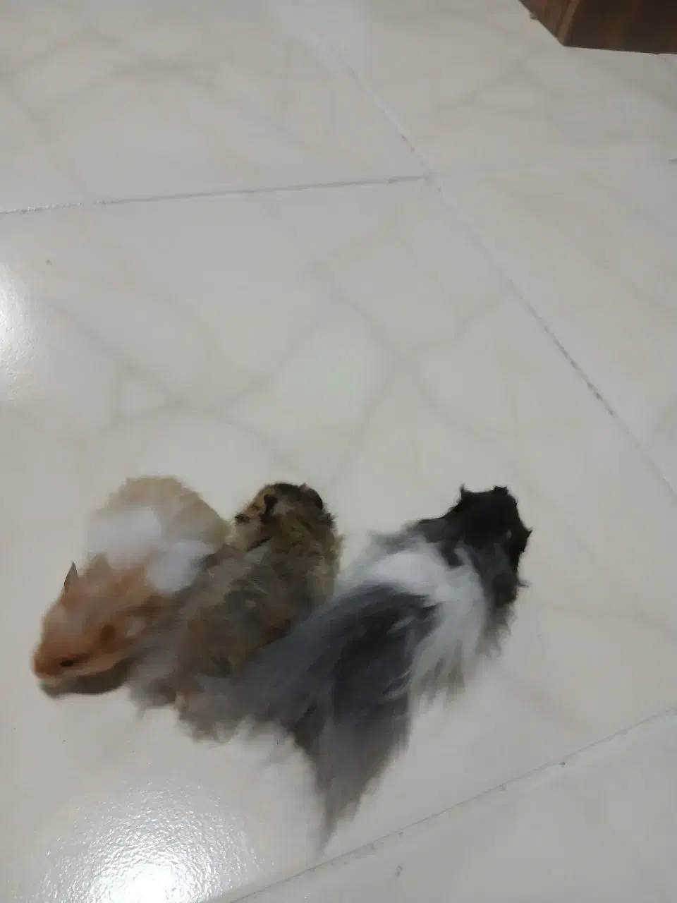 همستر|موش و خرگوش|اصفهان, فرح آباد|دیوار