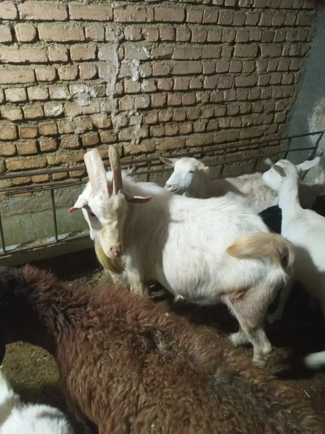 نر بز سانن|حیوانات مزرعه|فریدونشهر, |دیوار