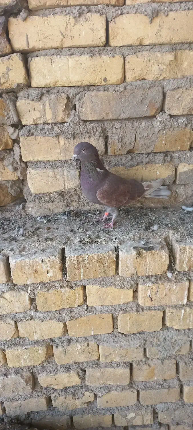 ماده کفتر سرخ|پرنده|زارچ, |دیوار