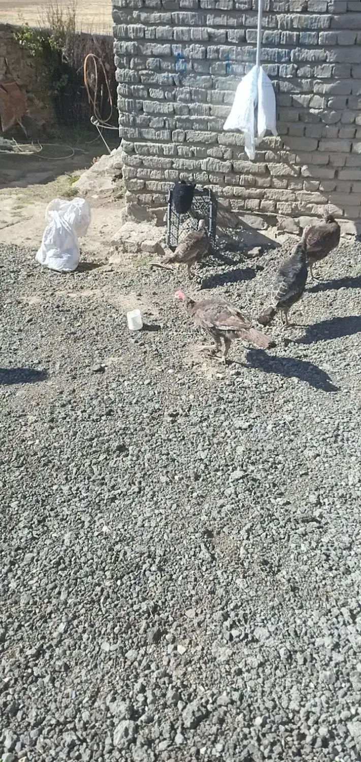 بوقلمو گوشتی ۷ماهه|حیوانات مزرعه|صومای برادوست, |دیوار