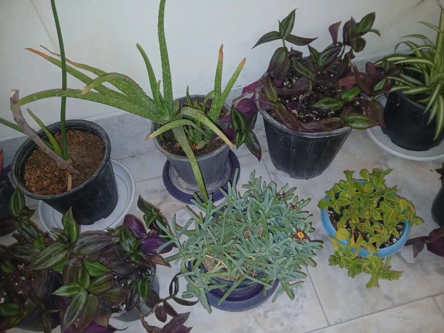 فروشی|ماهی|شاهرود, |دیوار