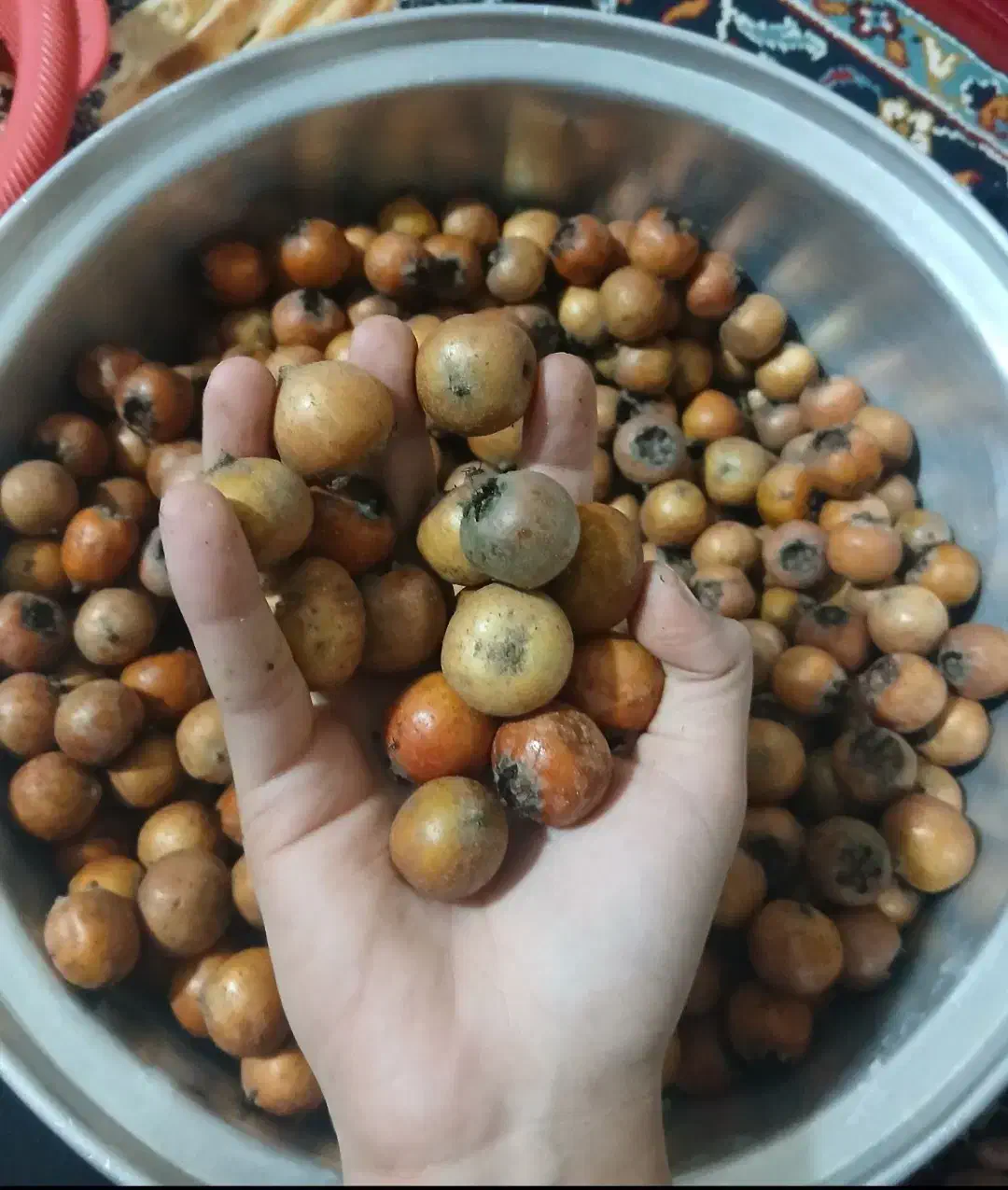 ازگیل تازه چین درشت و ریزتر موجوده|خوردنی و آشامیدنی|شیرگاه, |دیوار