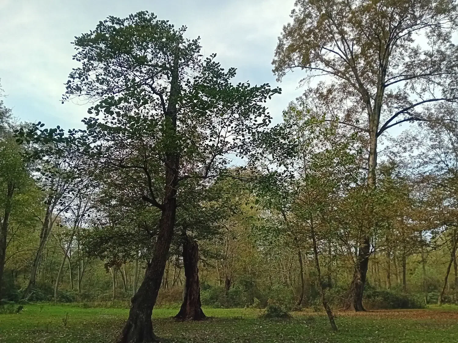 خرید چوب|خدمات باغبانی و درختکاری|شیروان (لرستان), |دیوار
