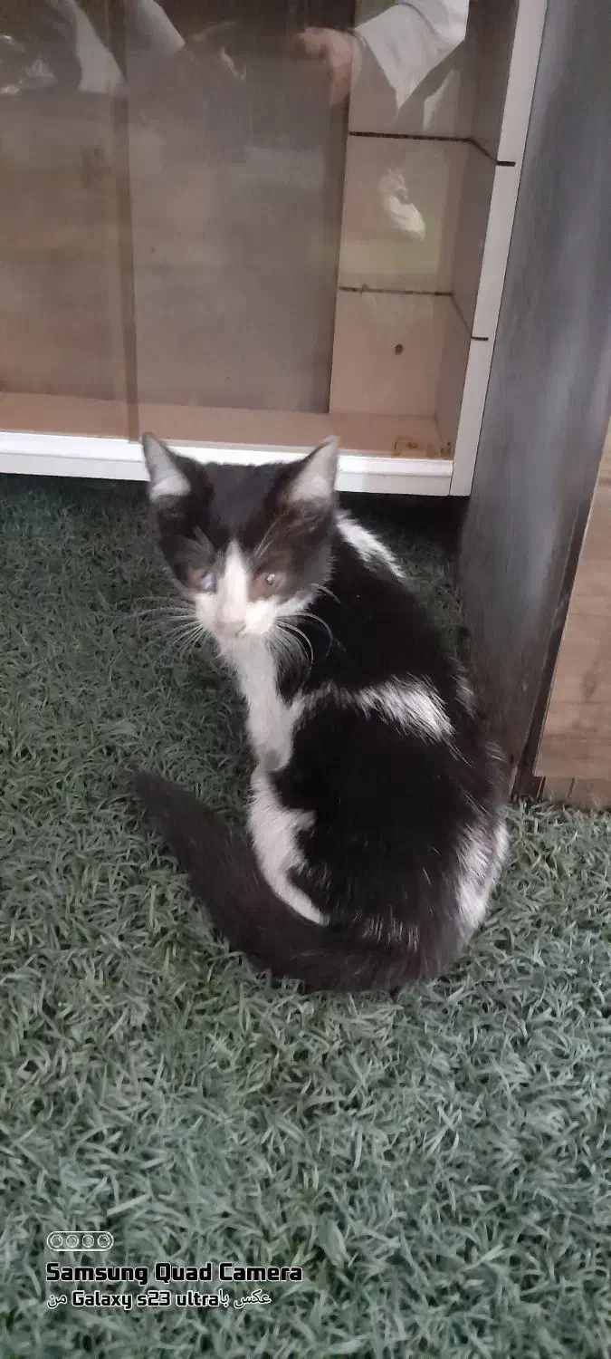 واگذاری گربه کوچولو|گربه|بندر انزلی, معلم|دیوار